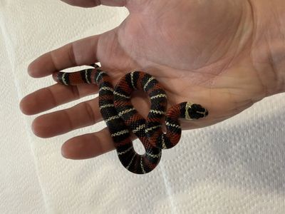 Female Black Milksnake