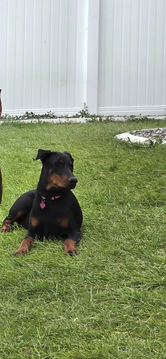 1 Year Old Female Doberman