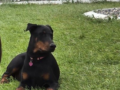 1 Year Old Female Doberman