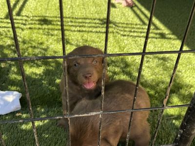 Charming Chesador Puppies