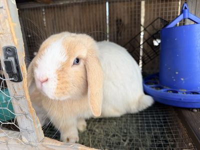 Mini Holland Lop Bunnies