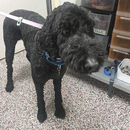 Hello my name is Loubet