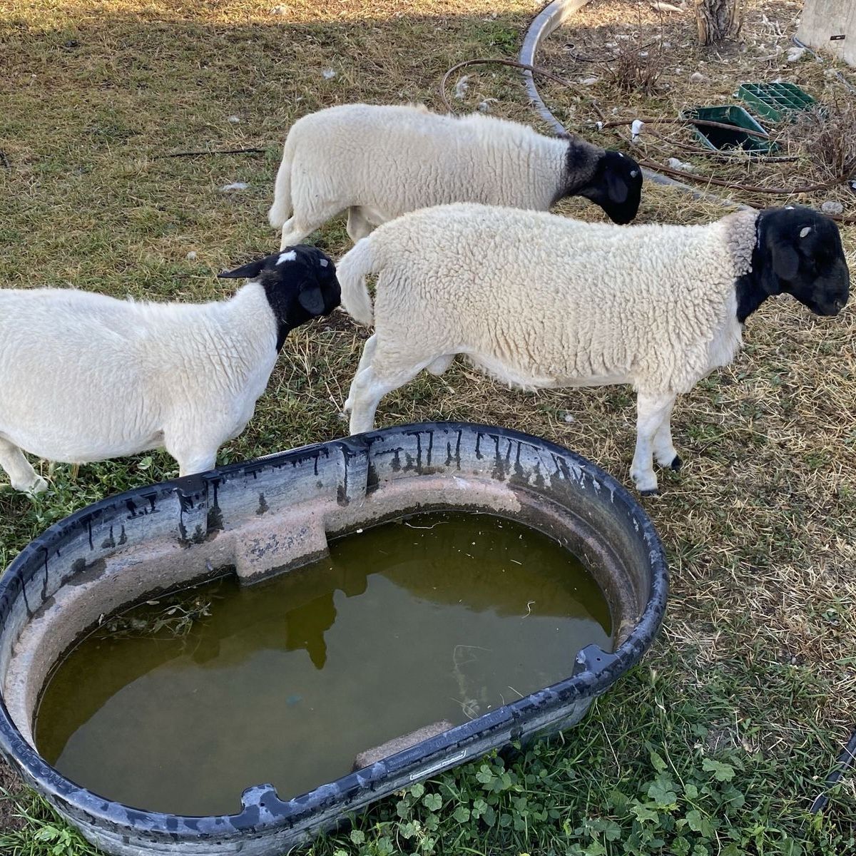 Dorper Ram Lambs
