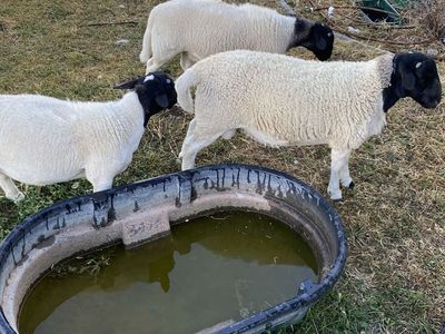 Dorper Ram Lambs