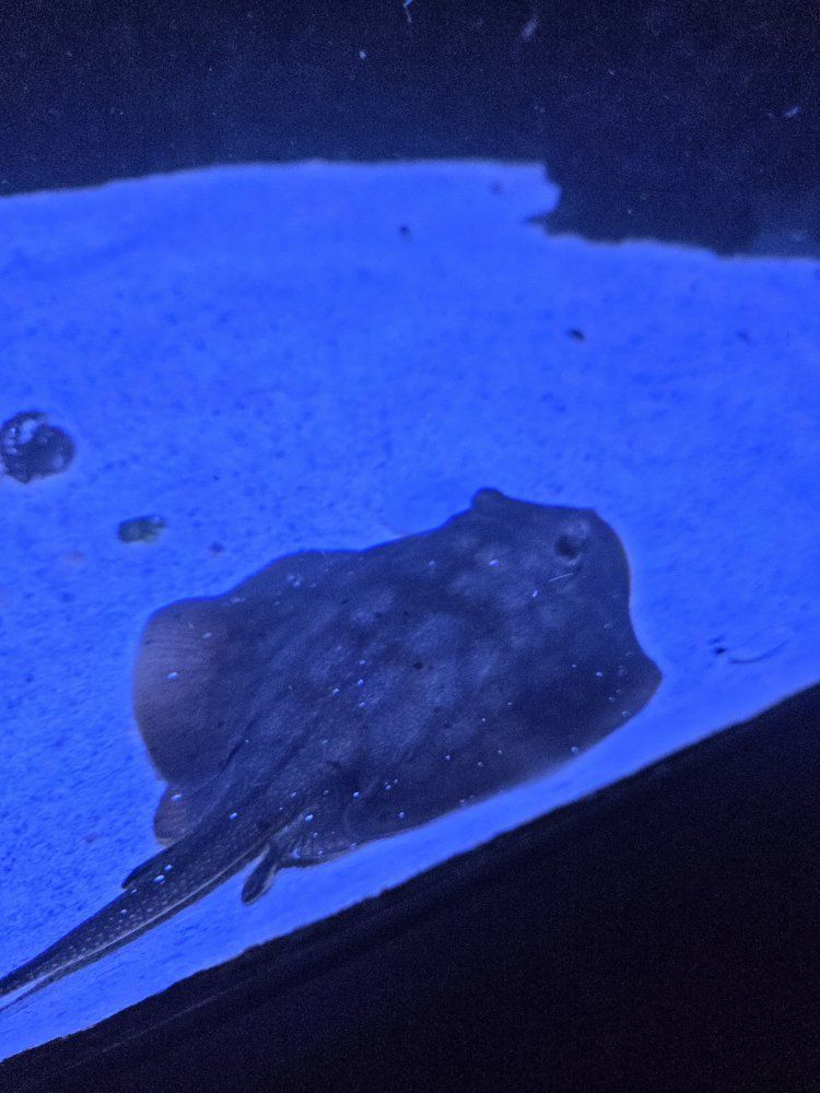 Marine saltwater Aquarium Live Stock - Stingray and Eel and yellow fin tang