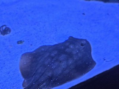 Marine saltwater Aquarium Live Stock - Stingray and Eel and yellow fin tang