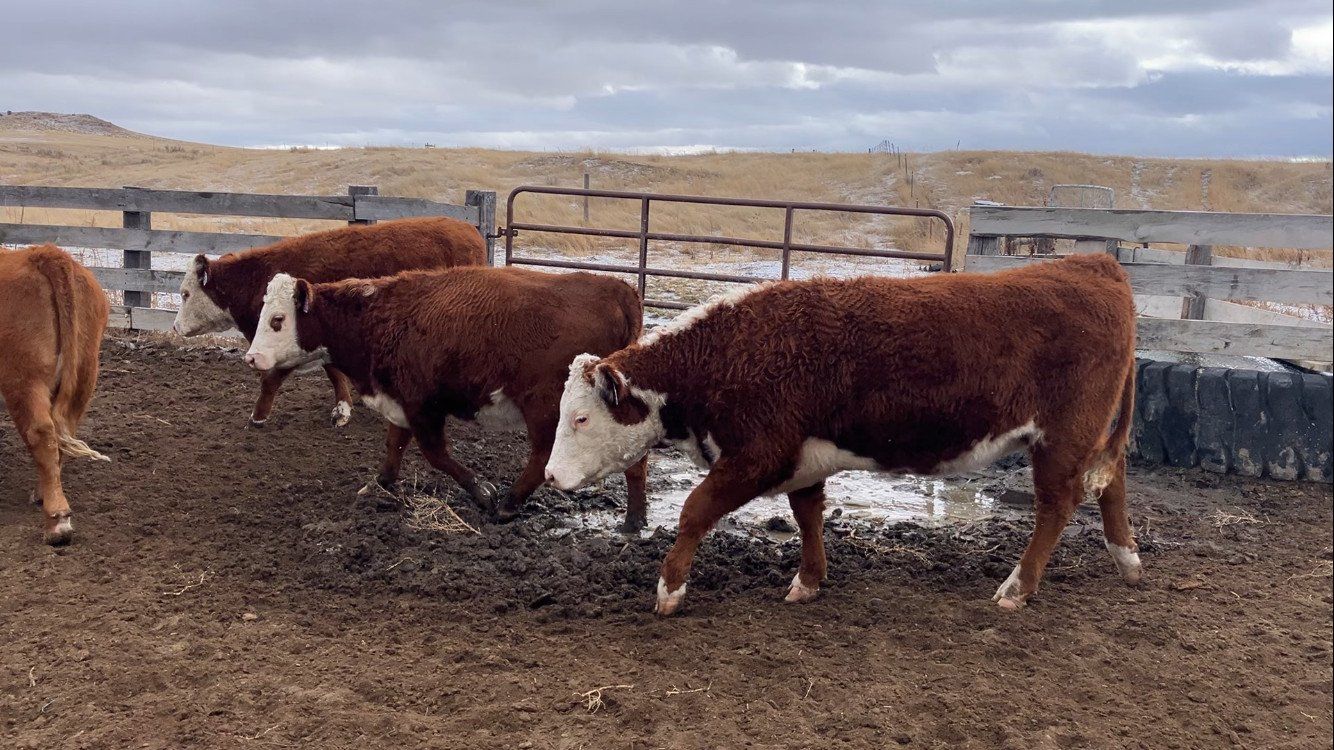 20 Hereford Heifers bred to Black Angus Bull