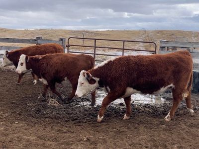 20 Hereford Heifers bred to Black Angus Bull
