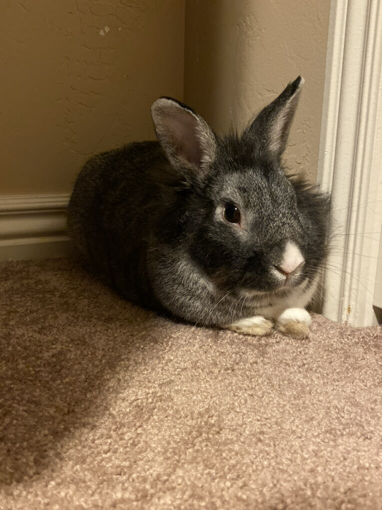 Dwarf Lion head  Rabbit With Cage
