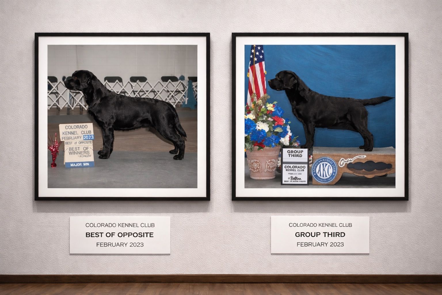 AKC ENGLISH LAB PUPPIES LABRADOR