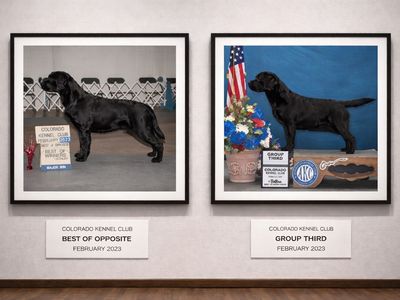 AKC ENGLISH LAB PUPPIES LABRADOR