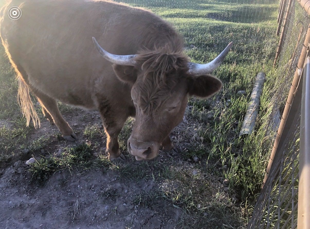 Highlander