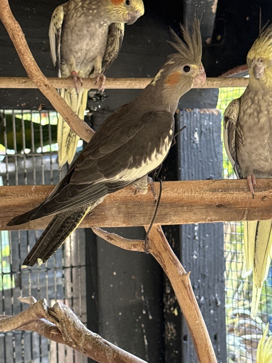 Cockatiel