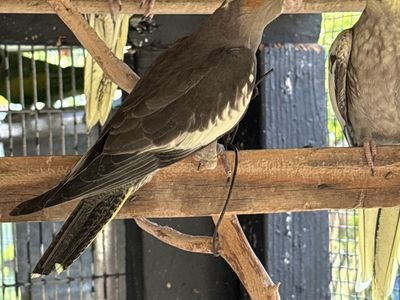 Cockatiel