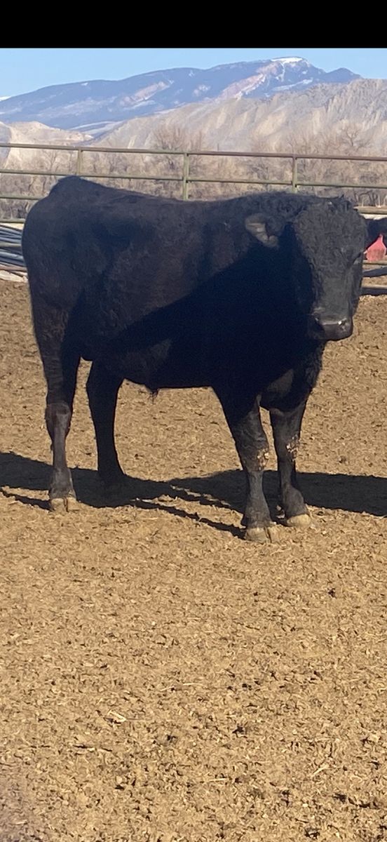 Registered Wagyu Bulls