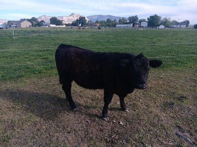 Black Angus heifer