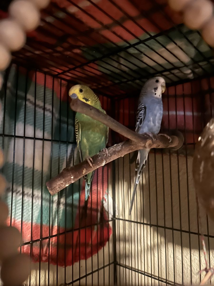 Parakeets w/cage