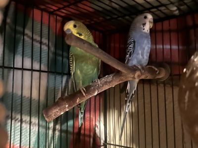 Parakeets w/cage