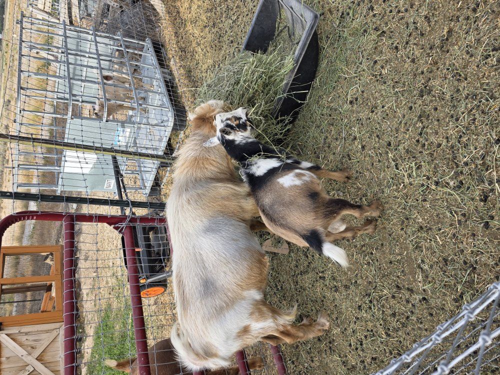 Nigerian dwarf bucks