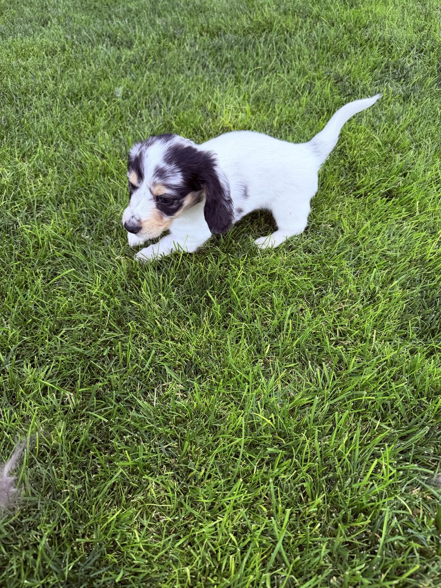 Mini AKC longhaired Dachshund