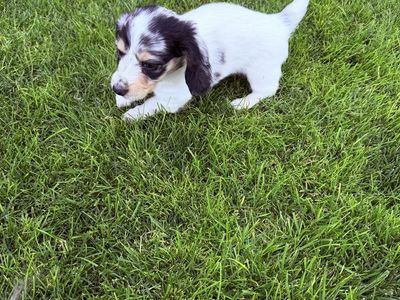 Mini AKC longhaired Dachshund