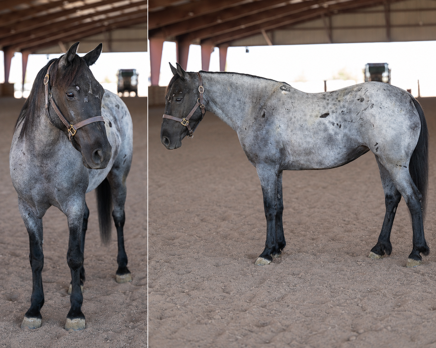 Great Cowboy Horse!