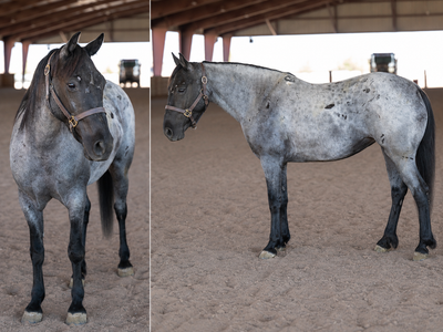 Great Cowboy Horse!