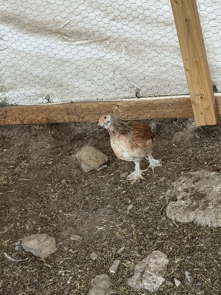Salmon Faverolle Pullets