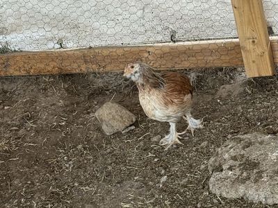Salmon Faverolle Pullets