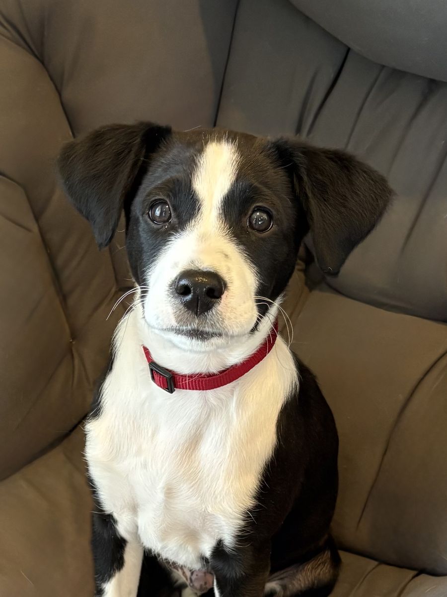 Premium 11-Week Basenji/Cavapoo – Fully Equipped & Doggy-Door Trained