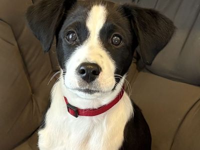 Premium 11-Week Basenji/Cavapoo – Fully Equipped & Doggy-Door Trained