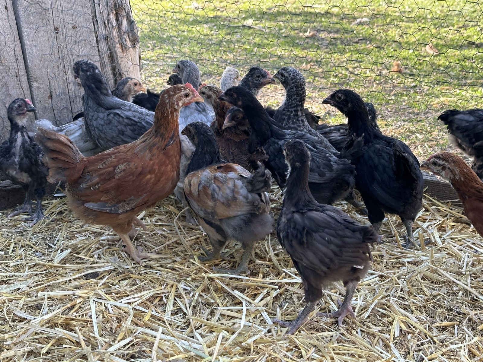 Free Young Roosters