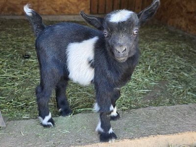 ADGA Nigerian dwarf buckling