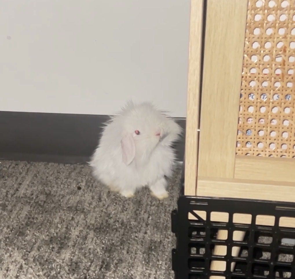 Fluffy Super Sweet baby bunny