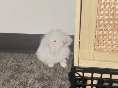 Fluffy Super Sweet baby bunny