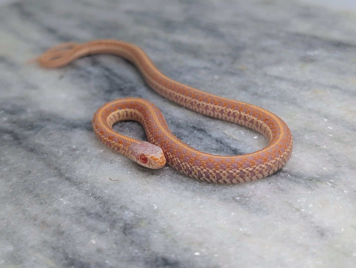 Female Erythristic radix