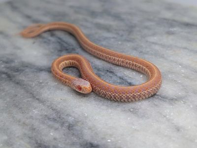 Female Erythristic radix