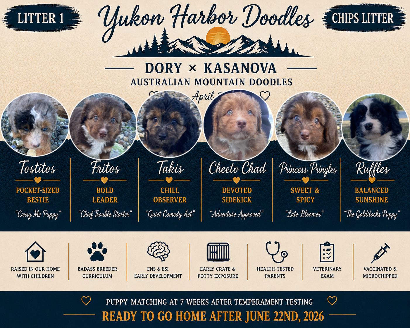 Mini Australian Mountain Doodles- Ready June 22nd