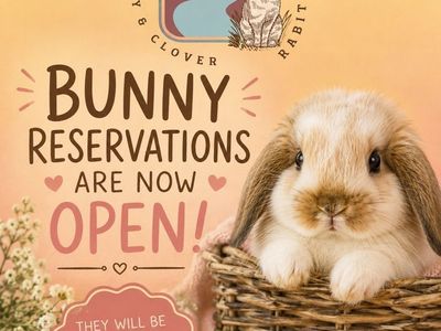Purebred Holland Lop Baby Bunny Rabbits