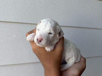 Multigenerational Goldendoodles