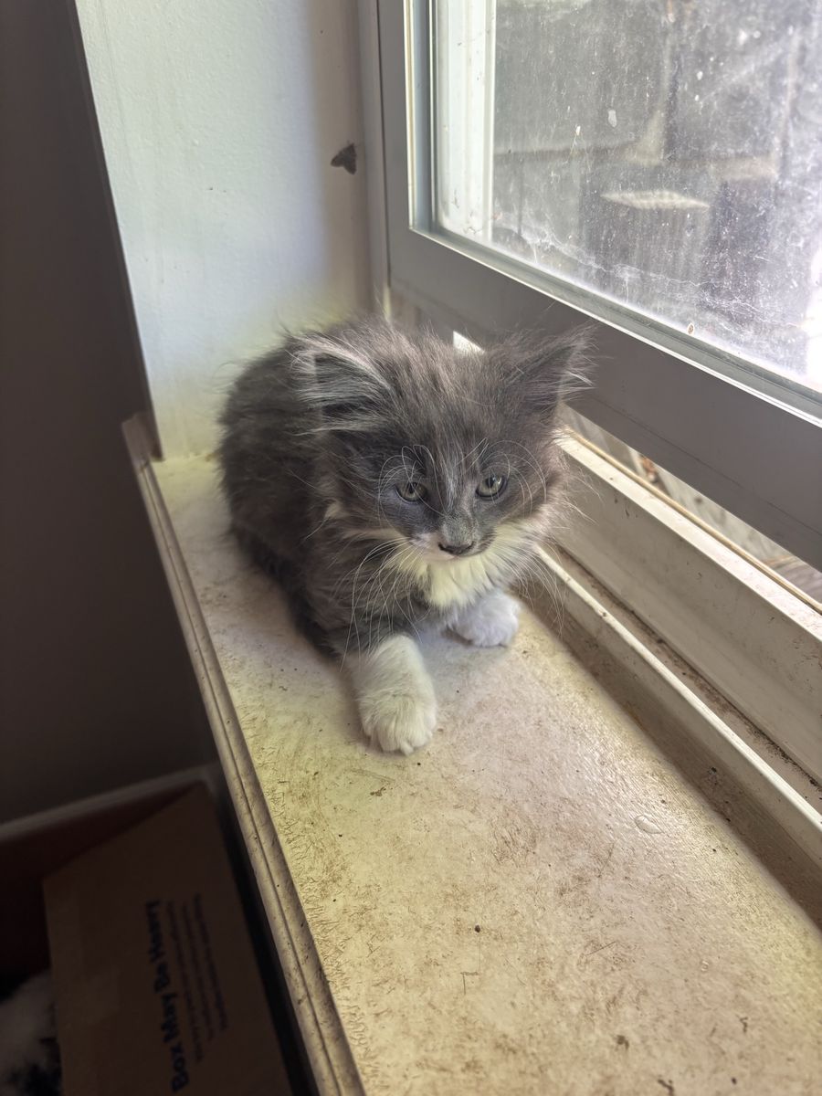 9 week old female kitten