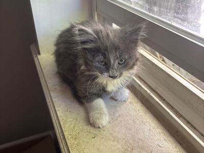 9 week old female kitten