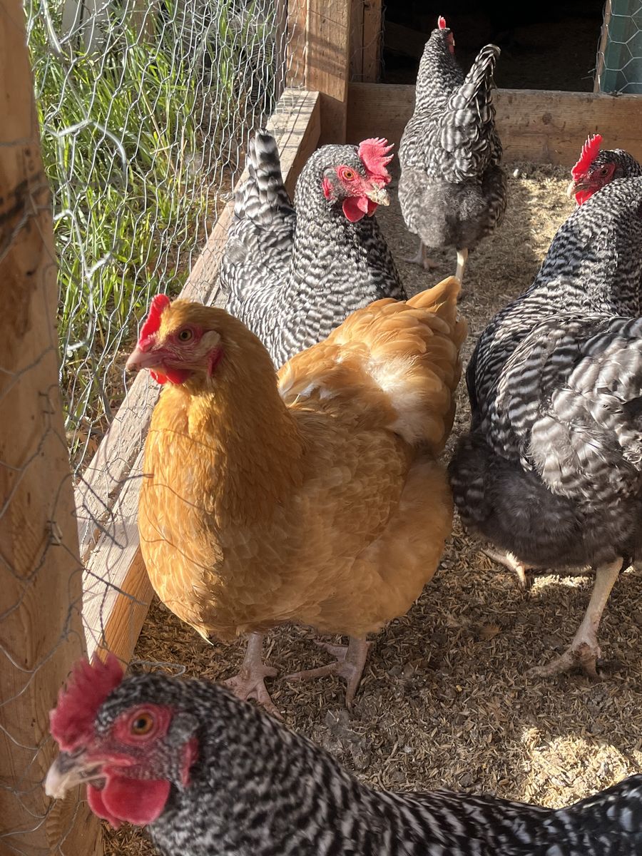 Laying Hens for sale