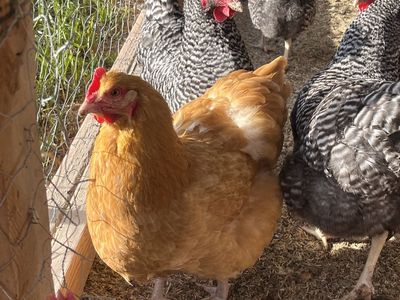 Laying Hens for sale