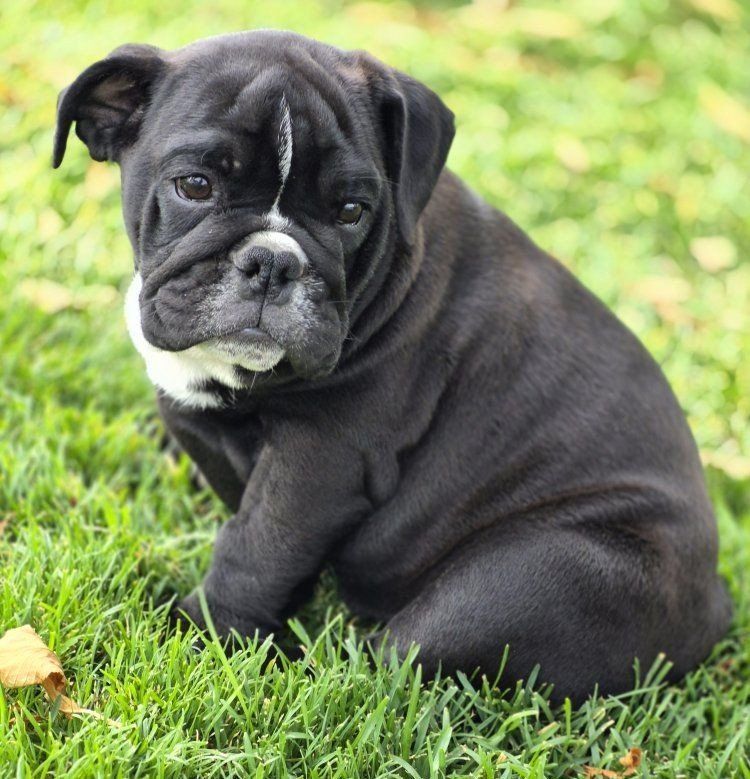 English Bulldog Puppies