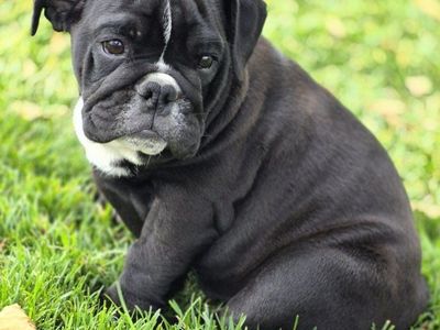 English Bulldog Puppies