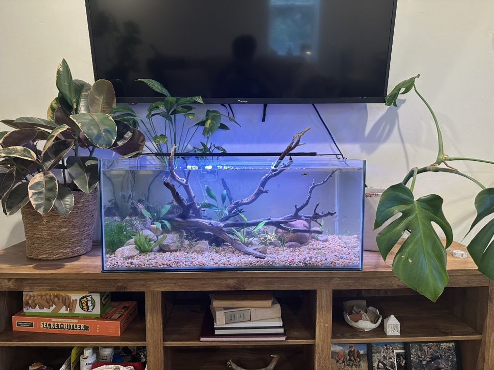 Aquarium/Terrarium Driftwood