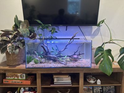 Aquarium/Terrarium Driftwood