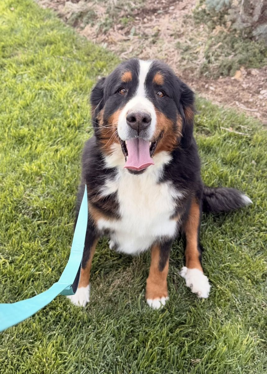 Bernese Mountain Dog
