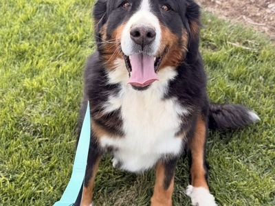 Bernese Mountain Dog